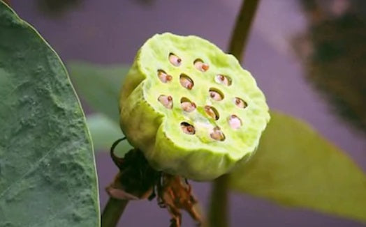 Lotus seeds 500g