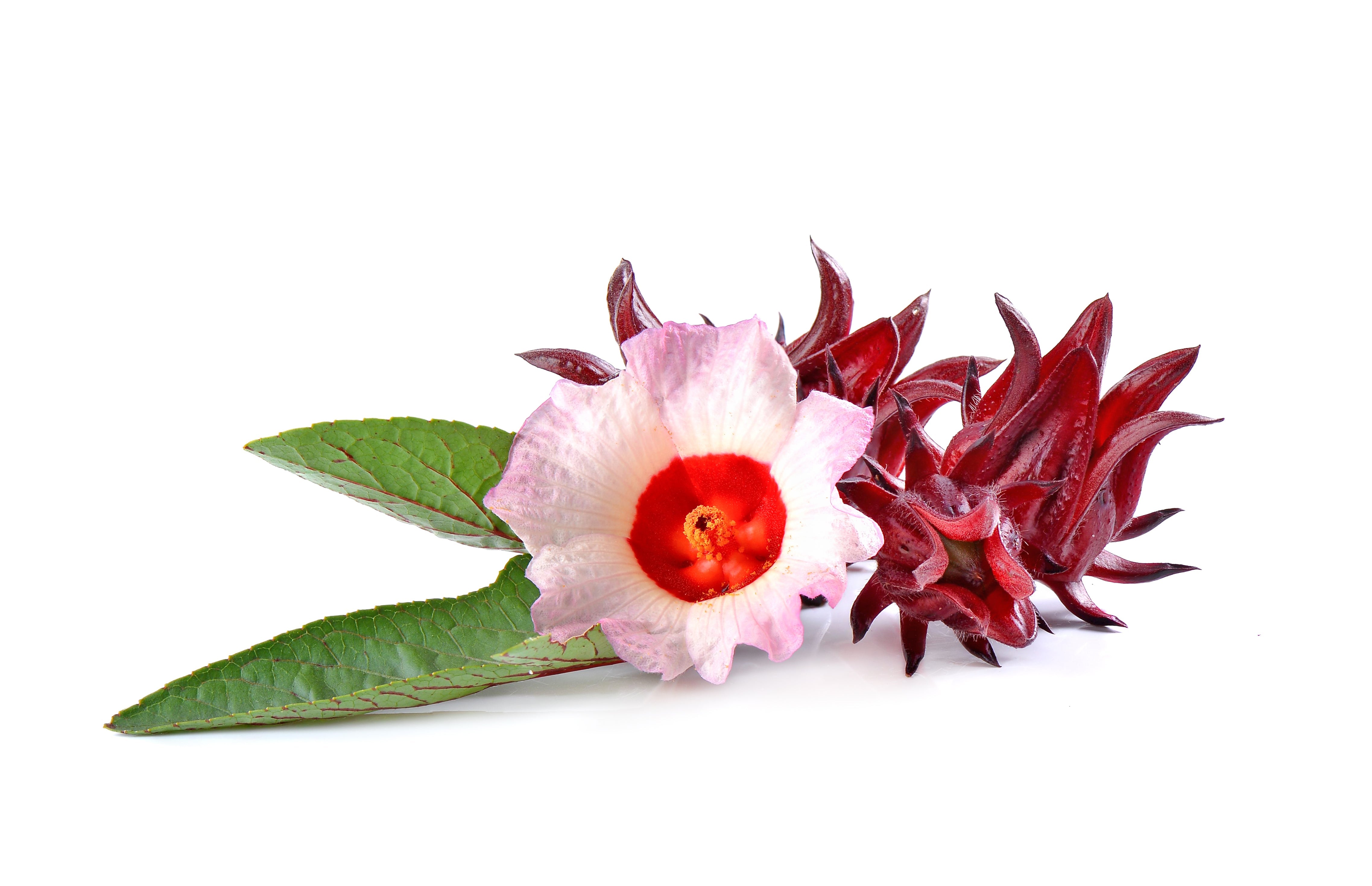 Hibiscus 500g